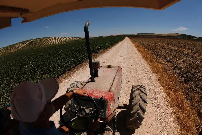 Marinaleda. Un agricoltore di cooperativa guida un trattore in un campo