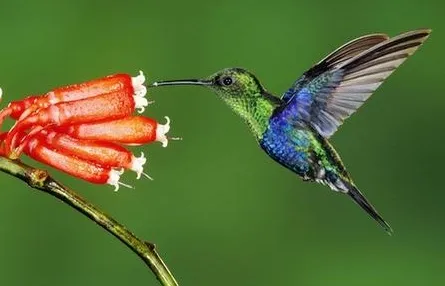 Buone pratiche, cultura al centro e ambiente “in Rete”: la svolta francese nel segno del colibrì