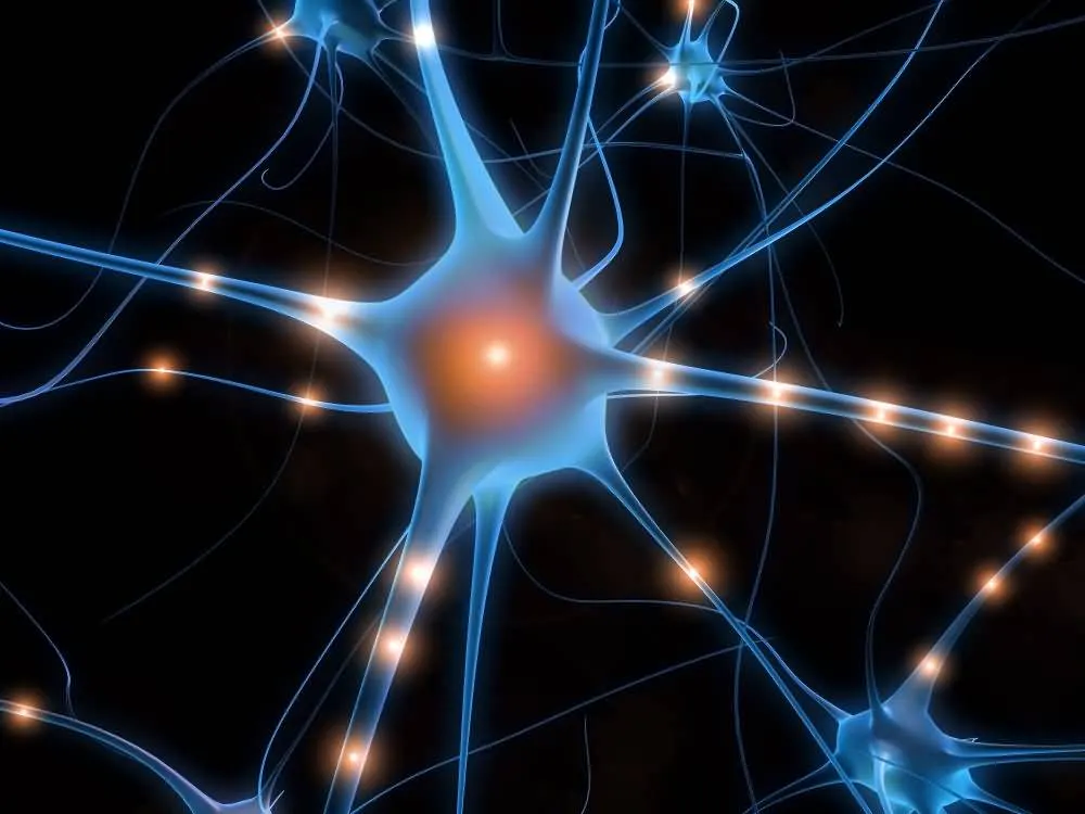 Ricerche sul cervello: Giacomo Rizzolatti, <br />scopritore dei neuroni specchio, <br />vince “The Brain Prize” 2014. <br />Aveva spopolato su <em>Giannella Channel</em>
