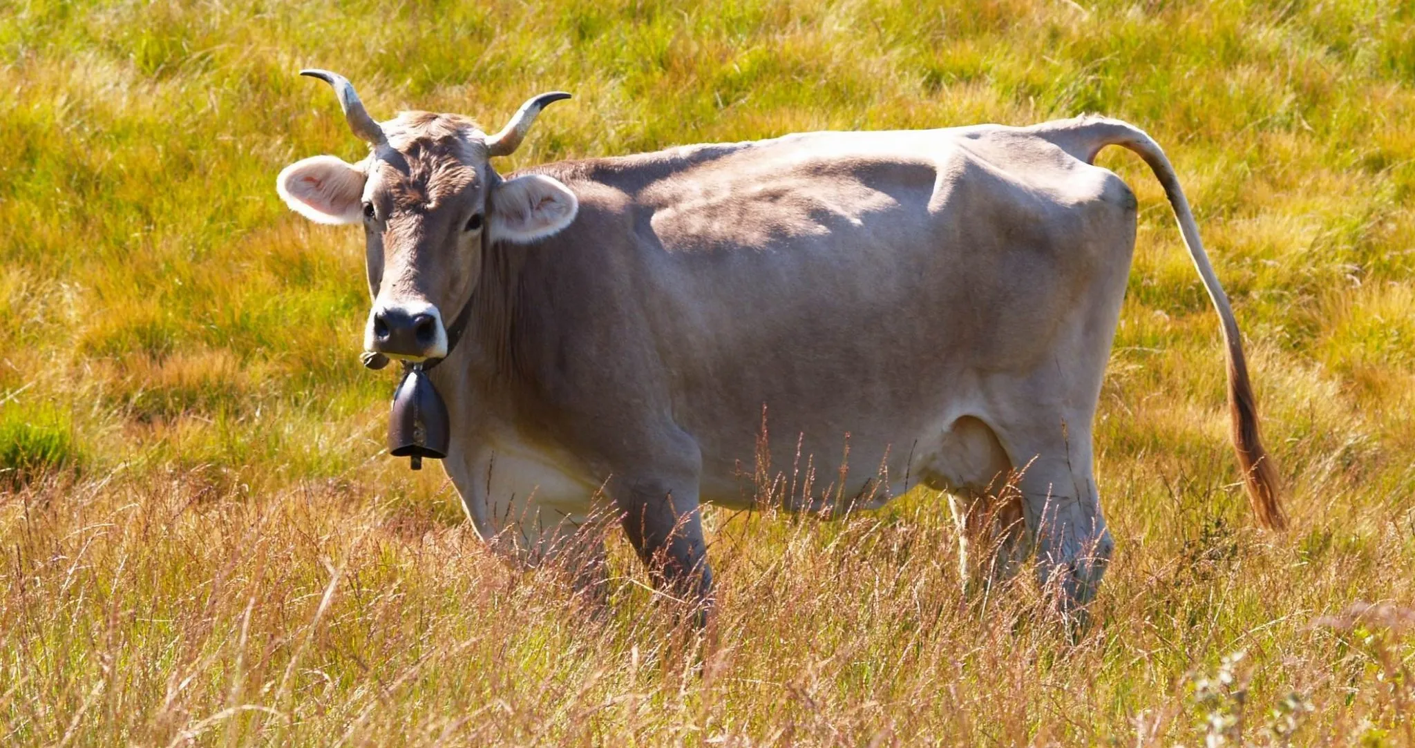 Storia naturale della mucca, utile “fabbrica” ambientale
