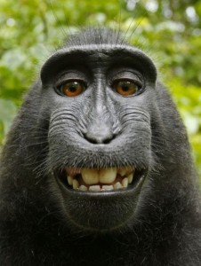 macaco-selfie-wikipedia-david-slater