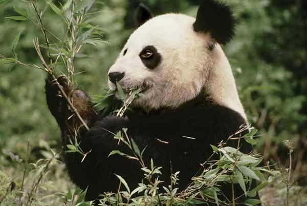Dalla Cina buone notizie per il panda: la sua popolazione è in aumento