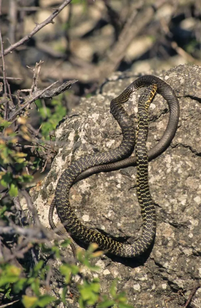 Serpente Biacco, che si scalda al sole su una roccia
