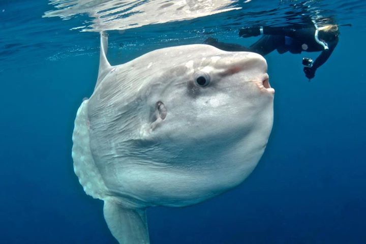 Eco-Museo dell’Adriatico: le più grandi (e piccole) creature del mare ci svelano i segreti della vita