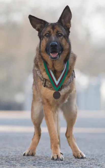 lucca-cane-medaglia-onore