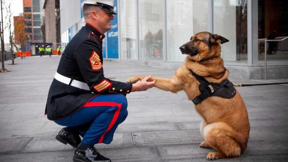 Medaglia d’onore al cane militare <br />che ha perso la zampa in missione