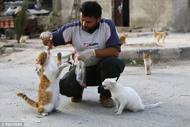 Aleppo: l’uomo che nutre <br />i gatti randagi della guerra
