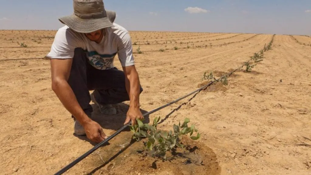 israele-sistema-irrigazione-goccia
