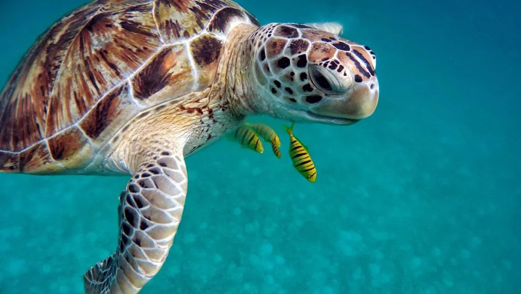 maldive-tartaruga-marina