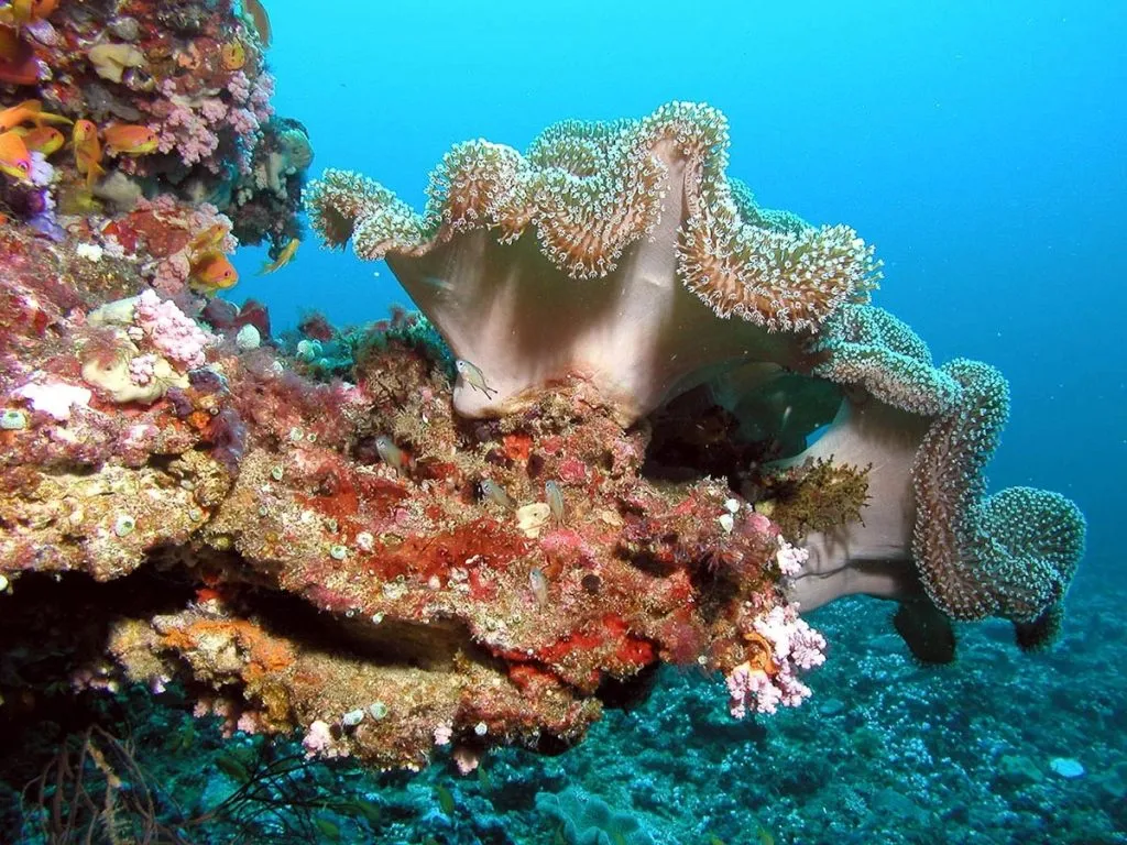 maldive-corallo-immersione