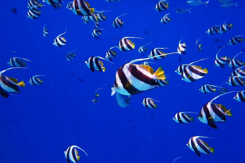maldive-immersione-pesci-tropicali