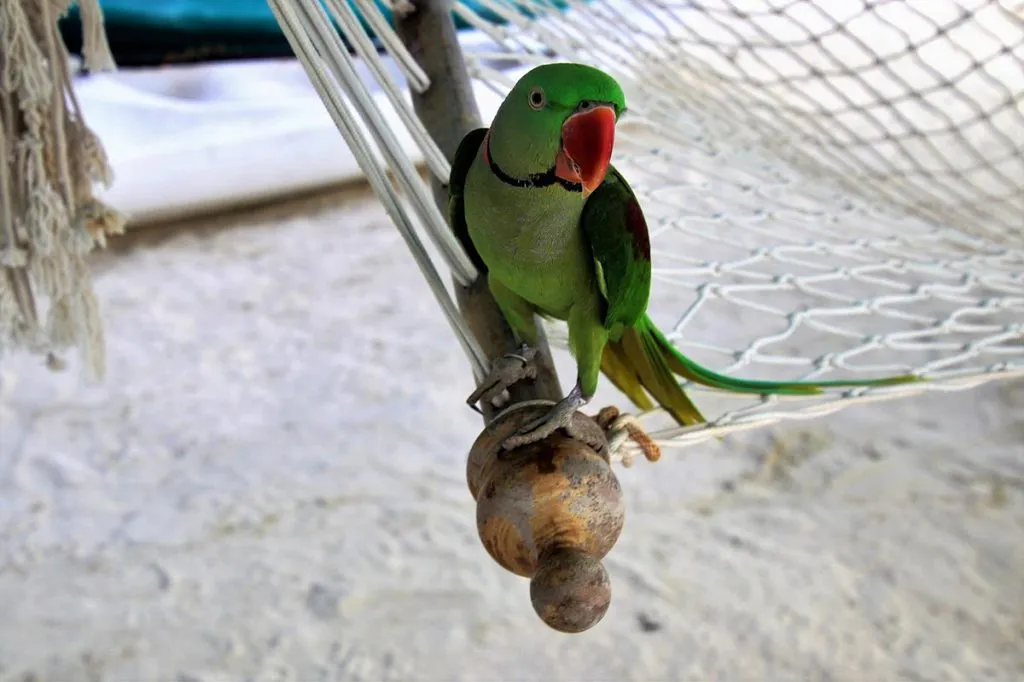 maldive-pappagallo-spiaggia