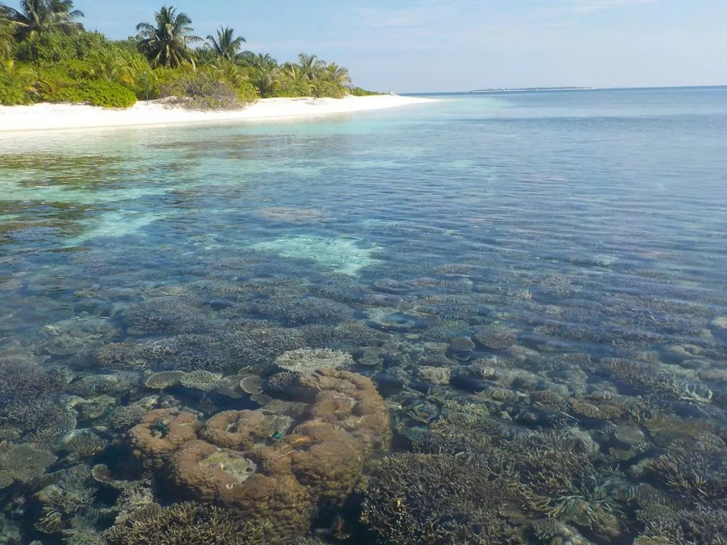 maldive-corallo-spiaggia