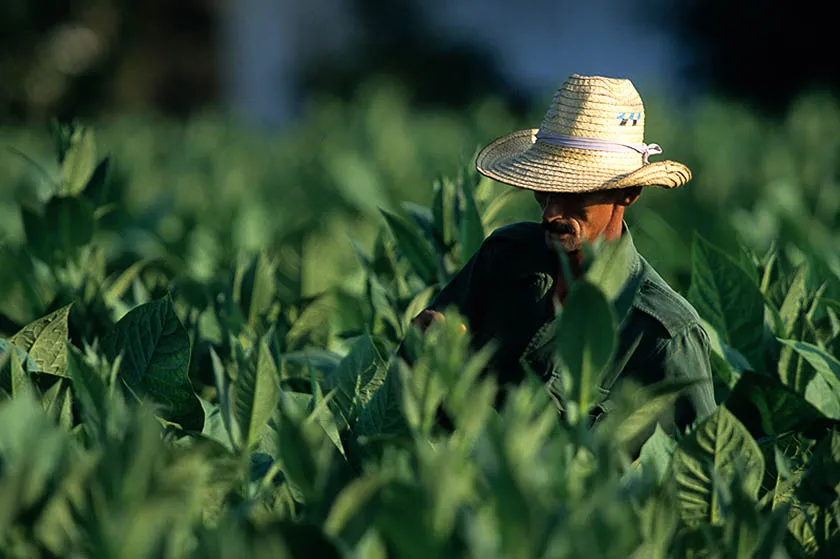 Cuba, Pinar Del Rio: piantagione di tabacco Hoyo de Monterrey a San Juan. (Foto di Enzo Signorelli).