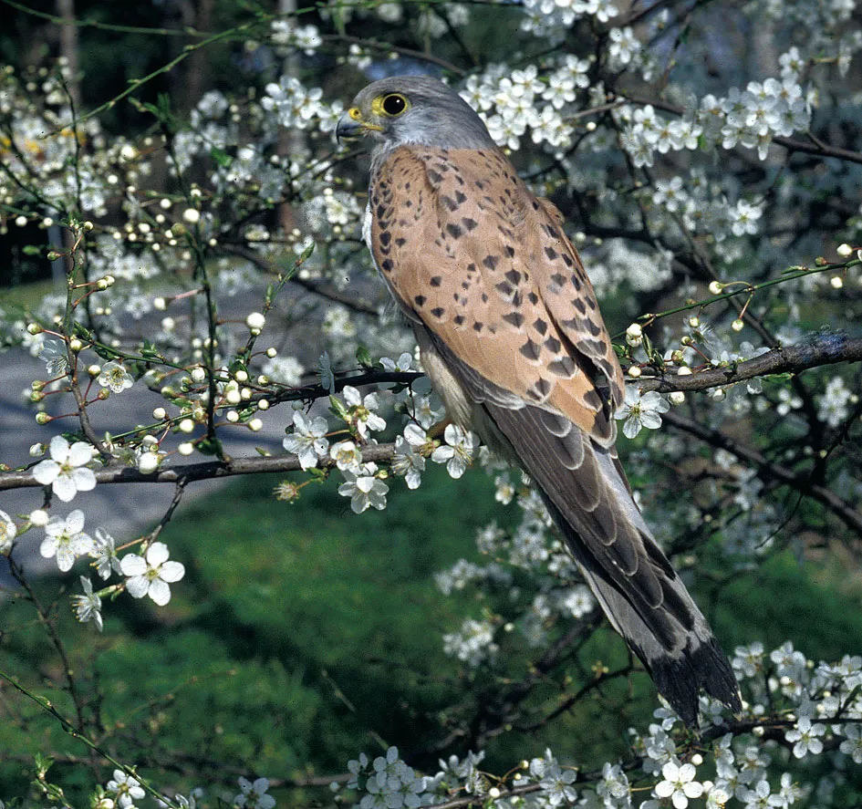 Gheppio (Falco tinnunculus) sui prugnoli in fiore