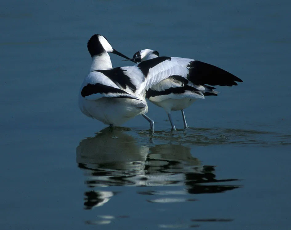 Avocette (Recurvirostra avosetta)