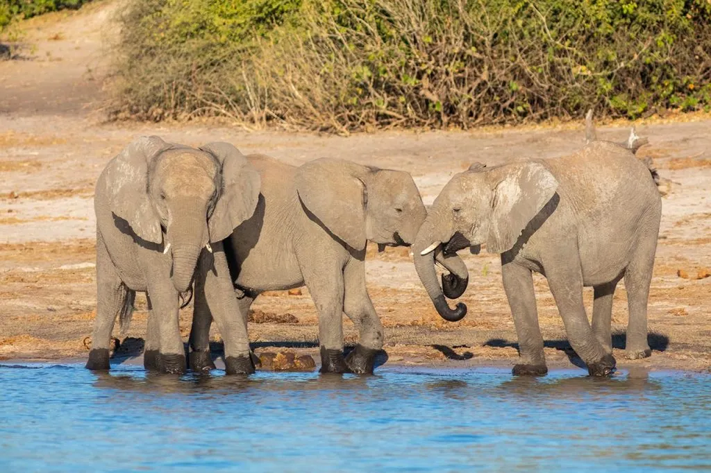 elefanti-savuti-Botswana