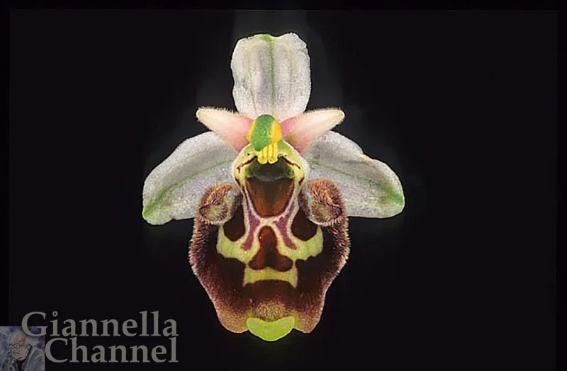 Orchidea Ophrys Parvimaculata