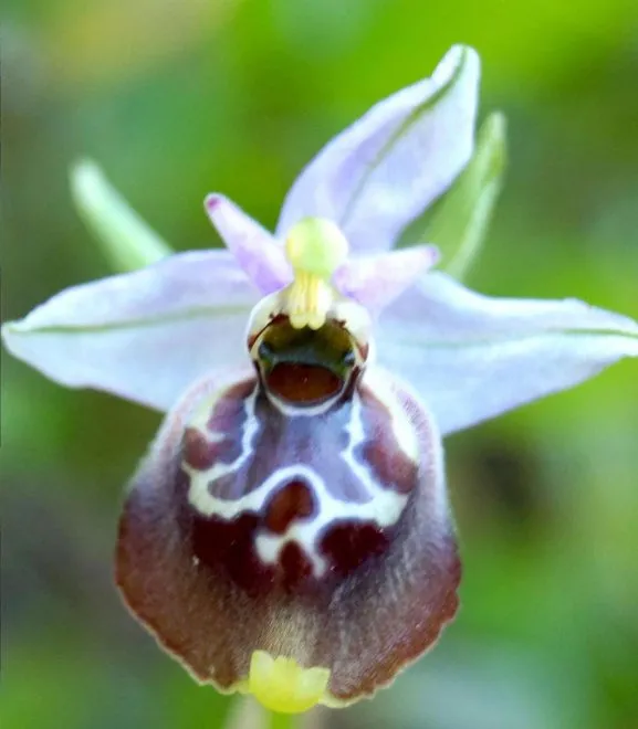 Orchidea Ophrys Renatafontae
