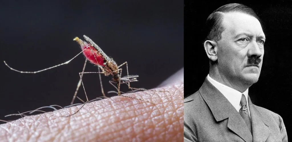 La zanzara-killer, arma segreta con cui il dittatore nazista Adolf Hitler voleva fermare l’avanzata degli angloamericani nell’Agro Pontino