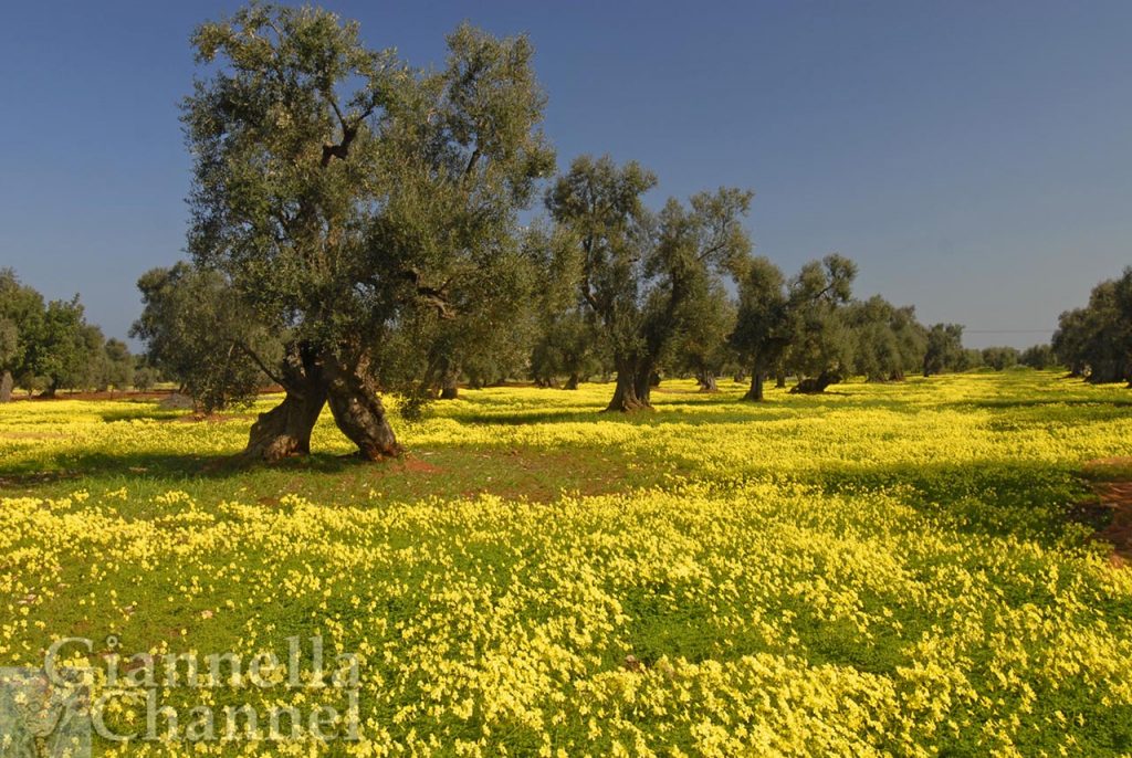 Olivi secolari e acetoselle gialle (specie erbacea perenne, "Oxalis pes-caprae") in territorio di Carovigno (Brindisi).