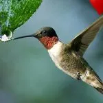 «Insieme si può»: sul “Giorno” la nota psicoterapeuta e scrittrice Maria Rita Parsi augura di affrontare il 2022 come il colibrì da me evocato