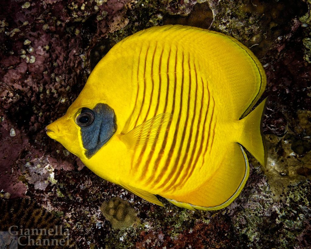 Atlante fauna e flora marina Mar Rosso - Pesce Farfalla Chaetodon semilarvatus