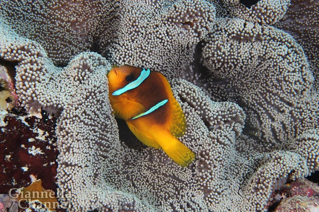 Atlante fauna e flora marina Mar Rosso - Pesce pagliaccio Amphiprion bicintus