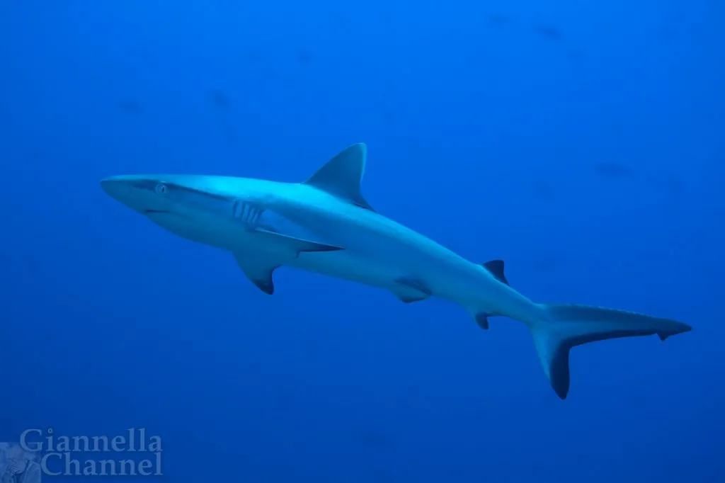 Atlante fauna e flora marina Mar Rosso - Squali grigio Carcharhinus amblyrhynchos