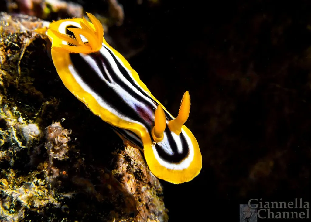 Atlante fauna e flora marina Mar Rosso - Nudibranco Chromodoris quadricolor