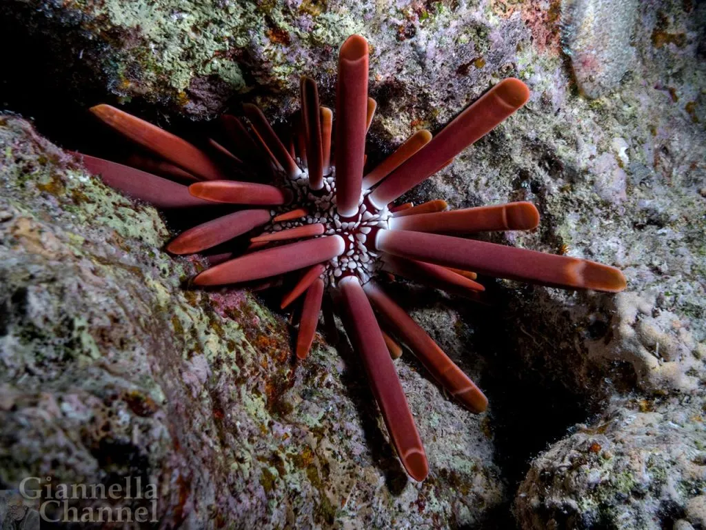 Atlante fauna e flora marina Mar Rosso - Riccio matita Heterocentrotus mamillatus