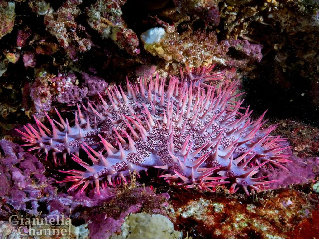 Atlante fauna e flora marina Mar Rosso - Stella corona di spine Acanthaster planci