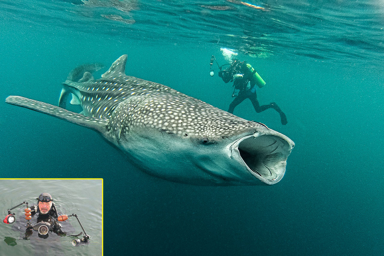 Attilio Rinaldi in modalità subacquea accanto a uno Squalo balena. Imponente, è il più grande pesce del pianeta, arriva a 10 metri di lunghezza con un record di 12 metri. Innocuo per il subacqueo, si nutre esclusivamente di plancton e piccoli pesci pelagici. Si trova in tutti i mari caldi del pianeta.
